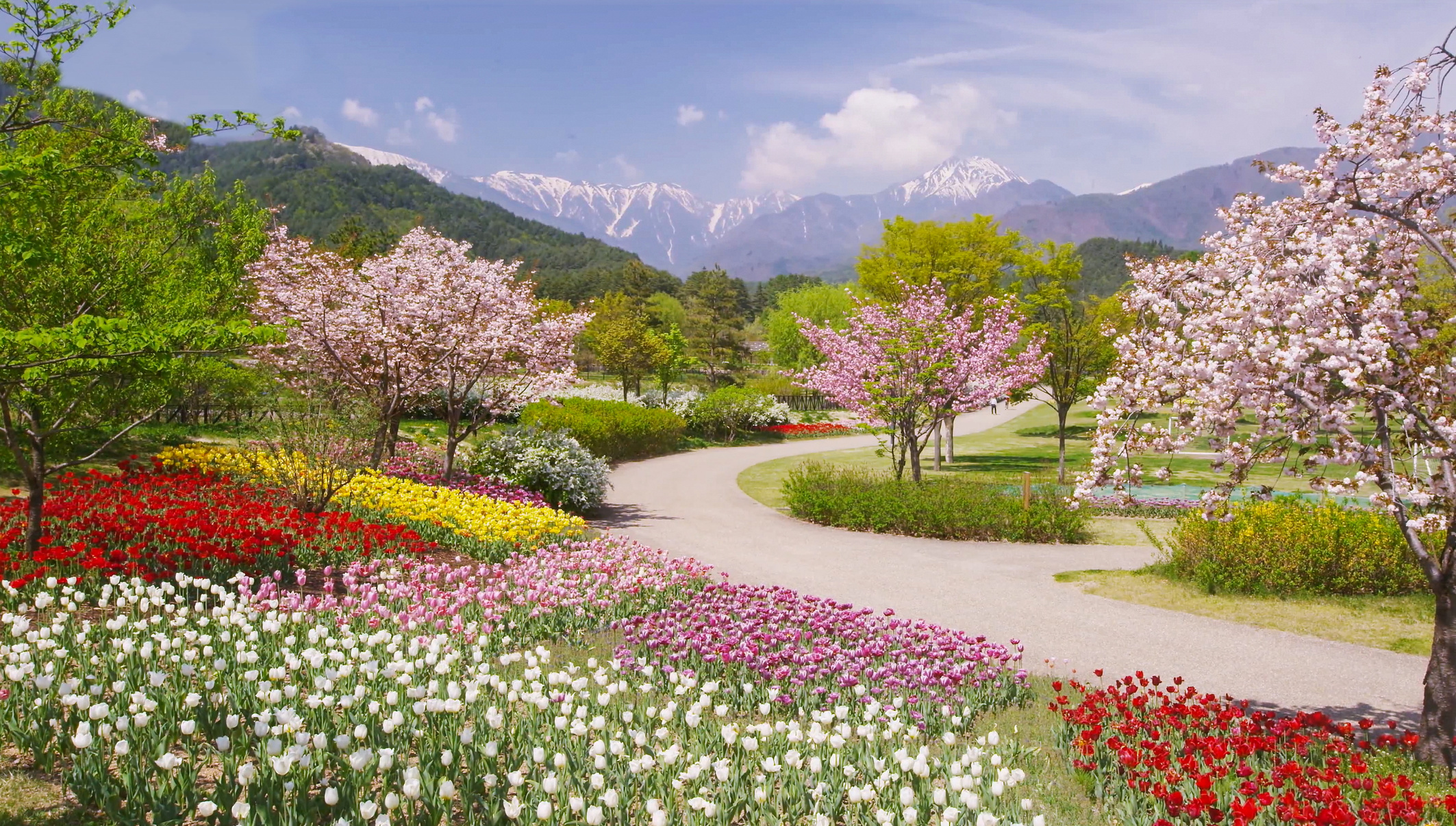 Colorful Flowers in a Garden